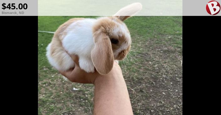 Beautiful baby lop eared bunnies for sale! Vienna carriers could ...