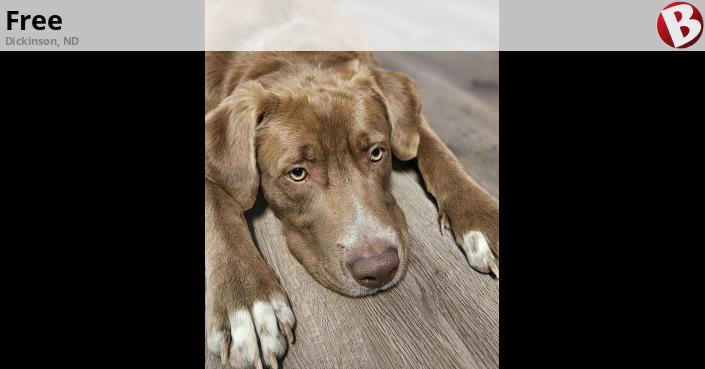 2 year old brown lab/massiff mix | Dickinson, ND