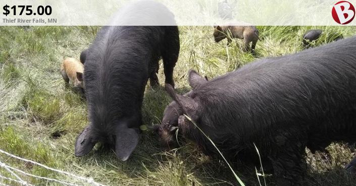 Idaho Pasture Piglets, IPP | Thief River Falls, MN