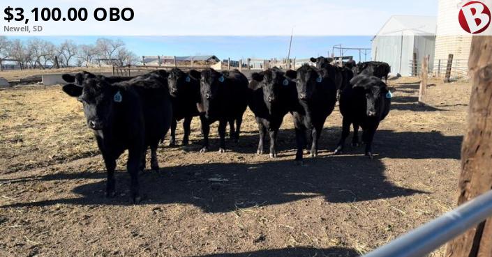 48 Head Angus Heifers 