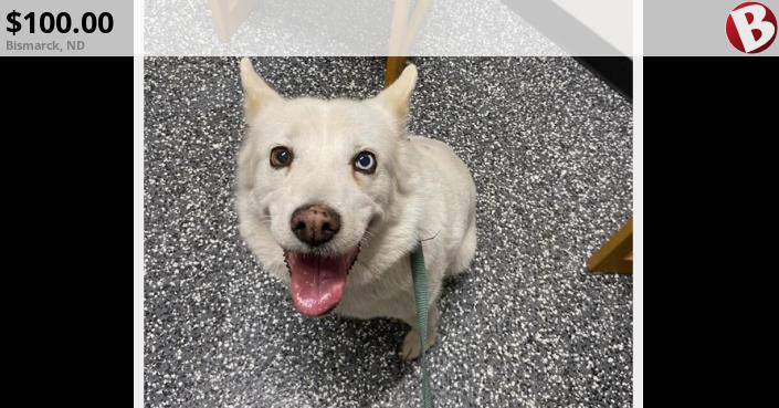 This Is Snowball. She Is 10 Years Old And A Husky Heeler Mix. My 